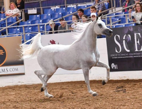 Arabian National Breeder Finals Returns to Scottsdale Sept. 11-14 Free, One of a Kind Event will Feature World’s Finest Arabian Horses