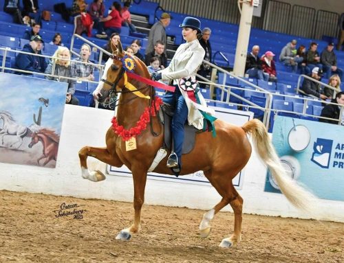 Arabian Horse Show celebrates 70 years in Scottsdale