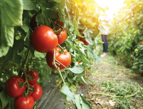 Organic Insect Pest Control in Vegetable and Flower Gardens